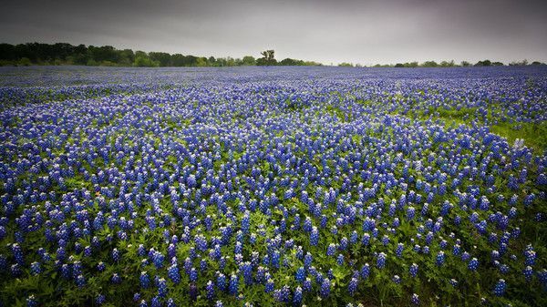 fonds d\u0027écran champs de fleurs bleues